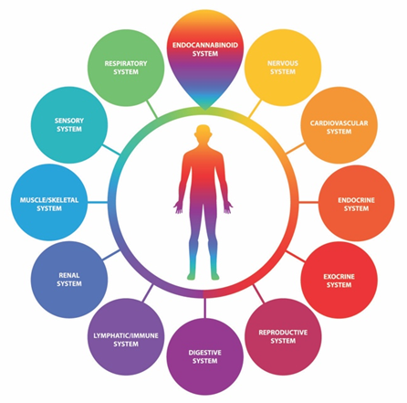 Phytocannabinoids