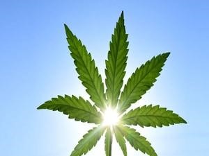 Medicinal Cannabis